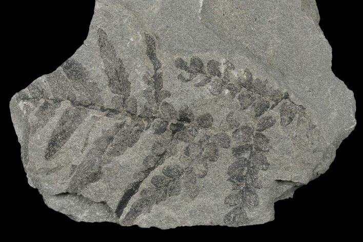 Pennsylvanian Fossil Fern (Neuropteris) Plate - Kentucky #176757